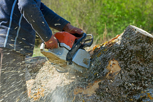 Best Professional Tree Care  in Seven Oaks, SC